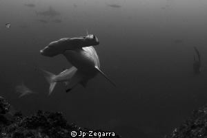after setting myself up on a ledge, hammerheads started p... by Jp Zegarra 